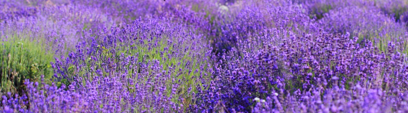 Shop-Rubrik: Die Natur-Drogerie …